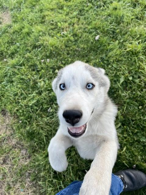 Siberian Husky puppy for sale + 64143