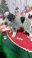 Aust. Cattledogs X Puppies.  SUPER SMART!!! Australian Cattle Dog for sale/adoption