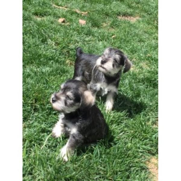 Miniature Schnauzer puppy for sale + 45653