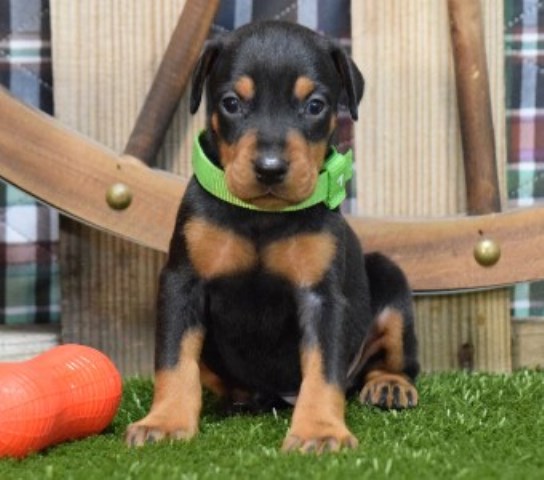 Doberman Pinscher puppy for sale + 66749