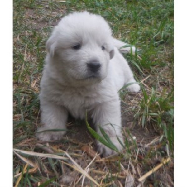 Great Pyrenees Puppies