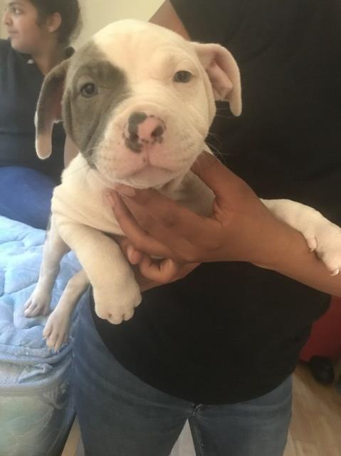 PR Ukc American pitbull