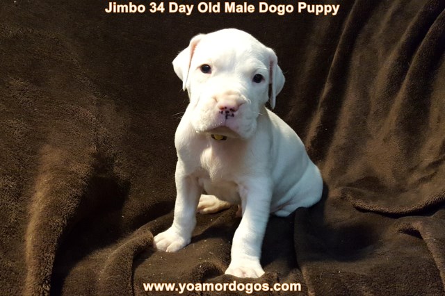 Jimbo Male Dogo Argentino