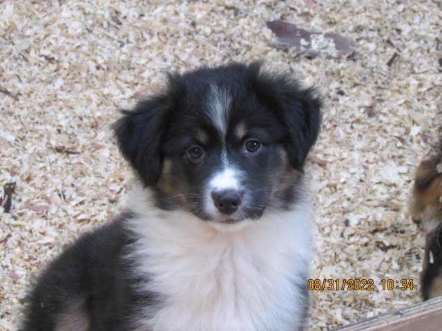 Australian Sheperd puppies for sale