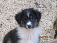 Australian Sheperd puppies for sale Australian Shepherd Dog for sale/adoption