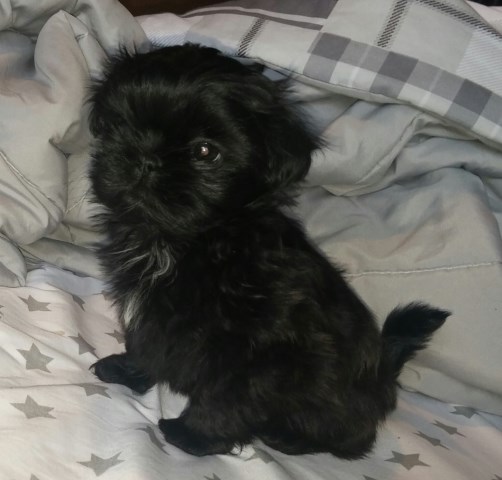 Shih Tzu puppy for sale + 54429