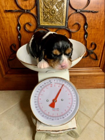 Cavalier King Charles Spaniel Puppy (3wk/Tricolor Male, Alfred)