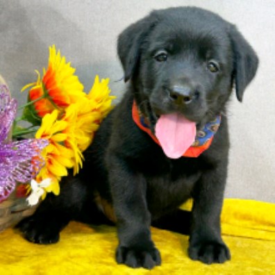 Labrador Retriever puppy for sale + 65202