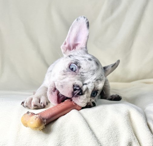 French Bulldog puppy for sale + 62431