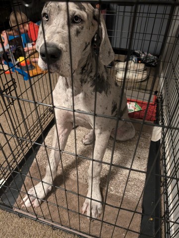 Great Dane puppy for sale + 66054