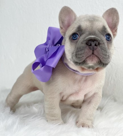 French Bulldog puppy for sale + 65968