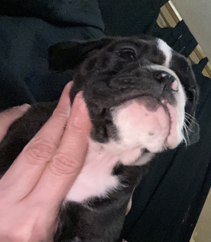 English Bulldog puppy for sale + 60441