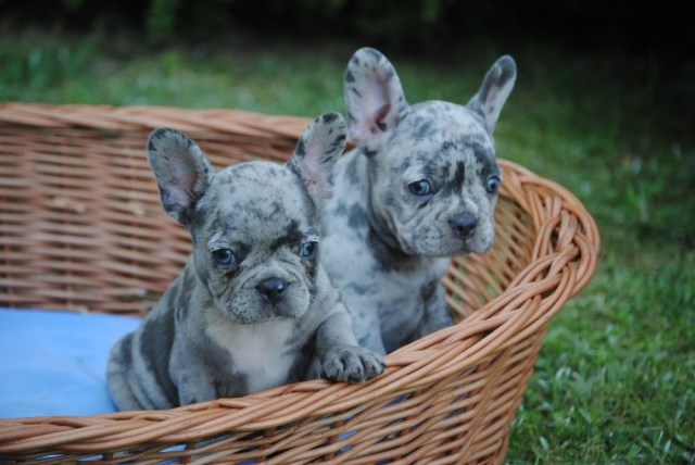 French Bulldog puppy for sale + 53809