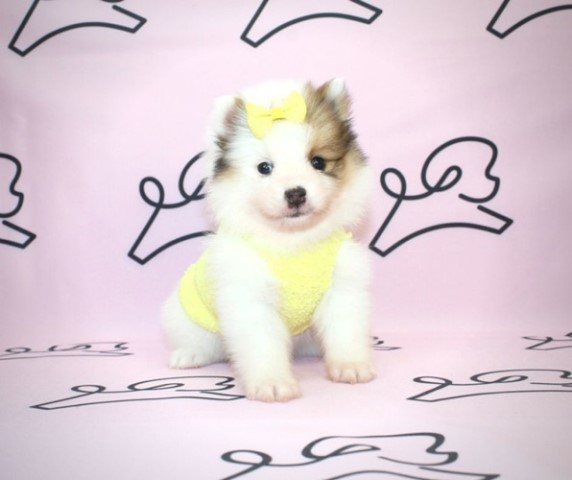 Pomeranian puppy for sale + 61396
