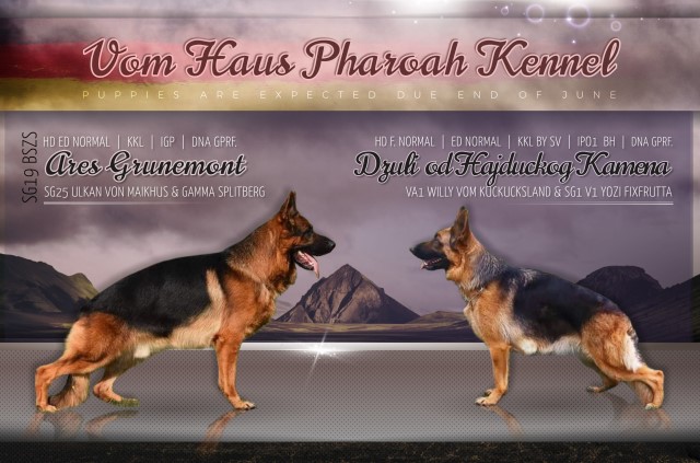 Imported Ares Grunemont and Willy's Daughter Puppies