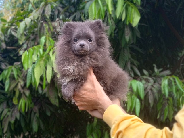 Rare Blue Bear Pomeranian Puppy Female