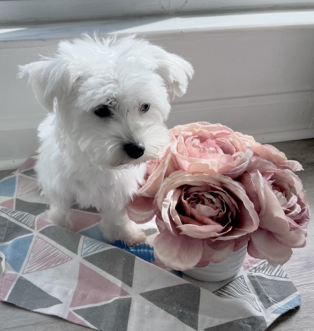 Maltese Puppies Available July 25, 2023