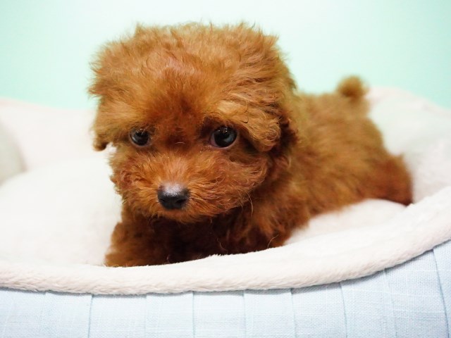Poodle Miniature puppy for sale + 54385
