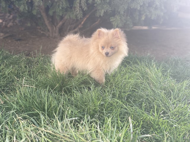 Pomeranian puppy for sale + 50849
