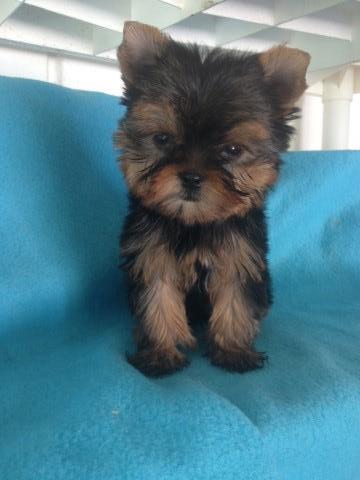 Baby-Doll Face Male Yorkie