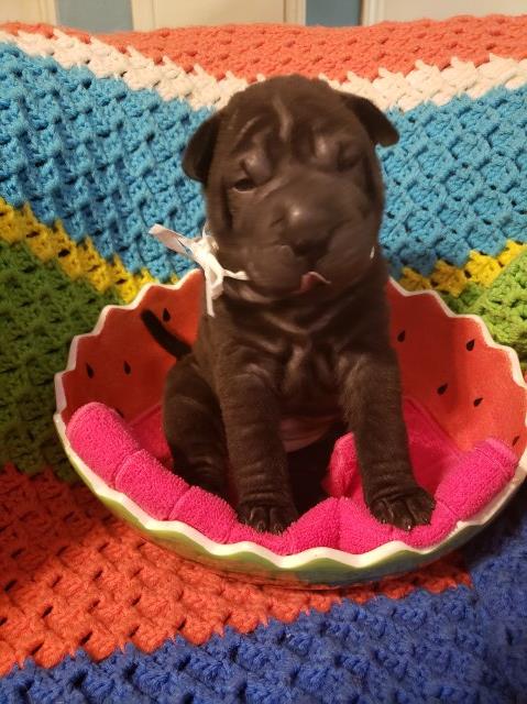 Sassy Chinese shar pei Female Black (bc)