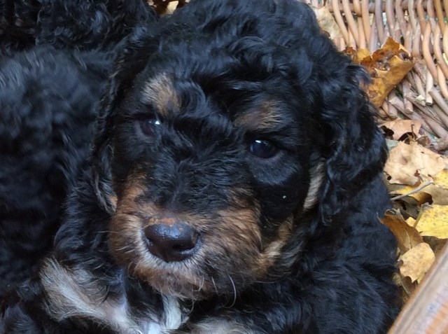 Rare F1B Phantom Golden Doodles