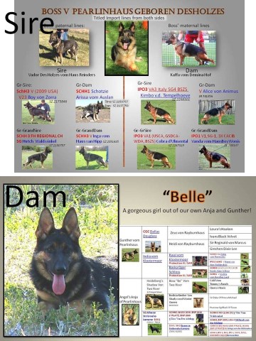 German Shepherd Dog puppy for sale + 63145