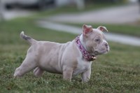 American Pocket Bully Female - Lilac Merle, ABKC American Bulldog for sale/adoption