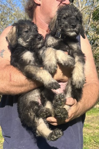 Giant Schnauzers!