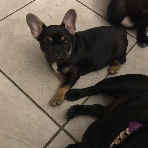 French Bulldog puppy for sale + 48840