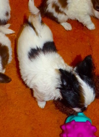 Chihuahua puppy for sale + 66933