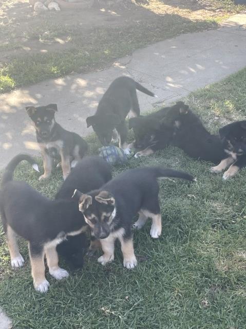 Sweet Husky-German Shepherd Puppies Looking for Loving Homes