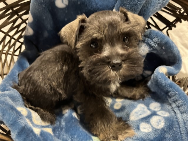 Miniature Schnauzer Puppies for sale