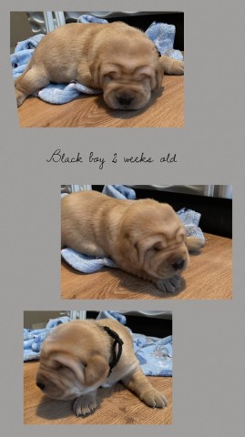 AKC Labrador Retriever Puppies