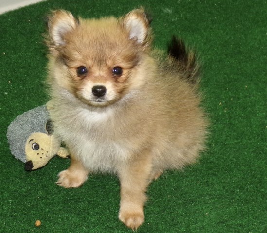 Pomeranian puppy for sale + 66658