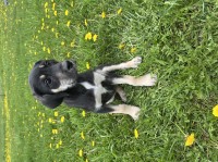 Great Danadoodle puppies Great Dane for sale/adoption