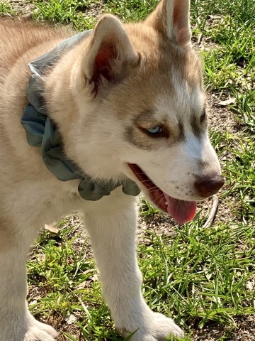 Red and white blue eyes Pomsky from Champion Husky