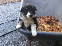 Border Collie thumbnail