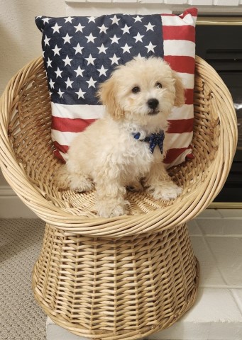 Multipoo Puppy (15 weeks)