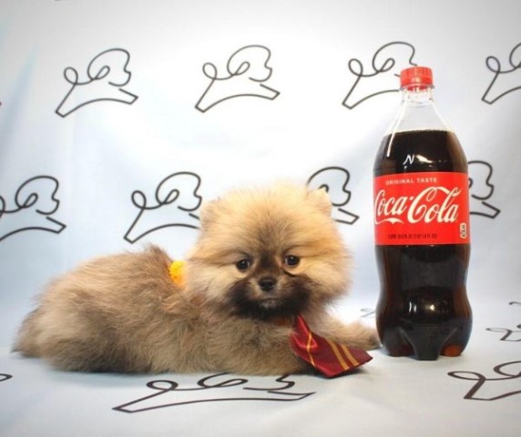 Tramp - Teacup Pomeranian Puppy