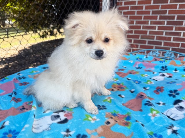 CKC Pomeranian: DUSTY