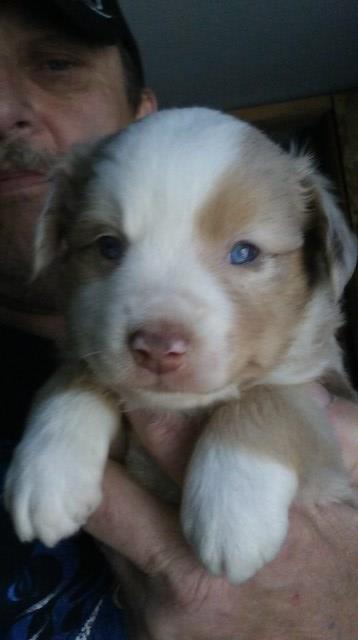 Miniature Australian Shepherd puppy for sale + 49705