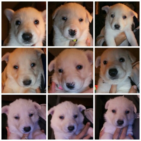 White registered German Shepherd puppies