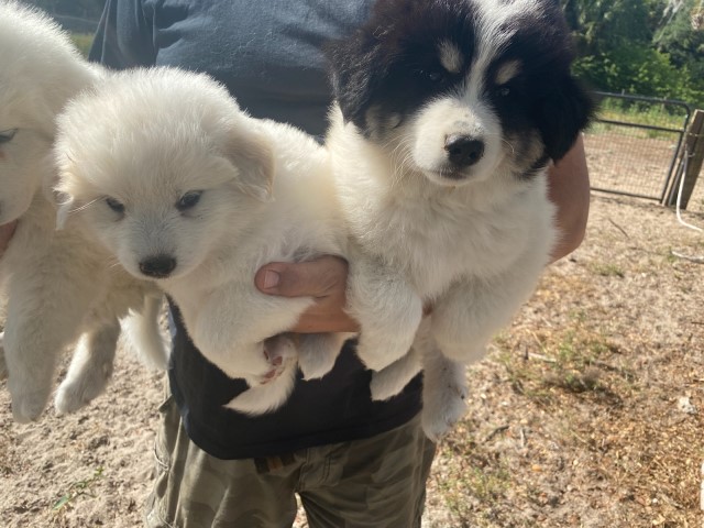 Great Pyrenees puppy for sale + 61838