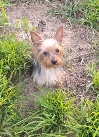Registered Teacup Yorkshire Terrier Puppy — Male