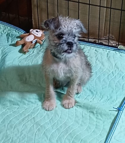 Brussels Griffon puppy for sale + 65948