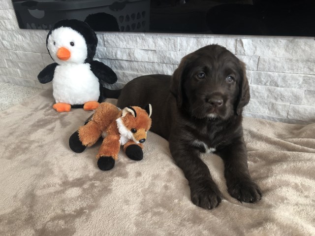 Labradoodle puppy for sale + 54914