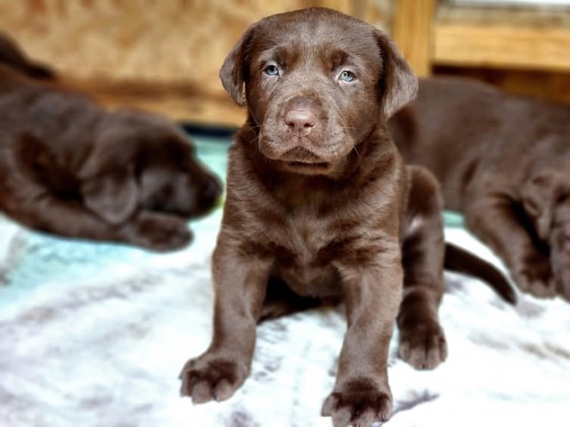 AKC Champion Bloodline Labrador Retriever Puppy!
