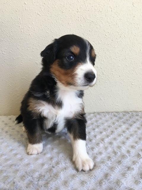 English Shepherd Puppies