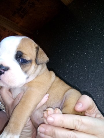 English Bulldog puppy for sale + 63453